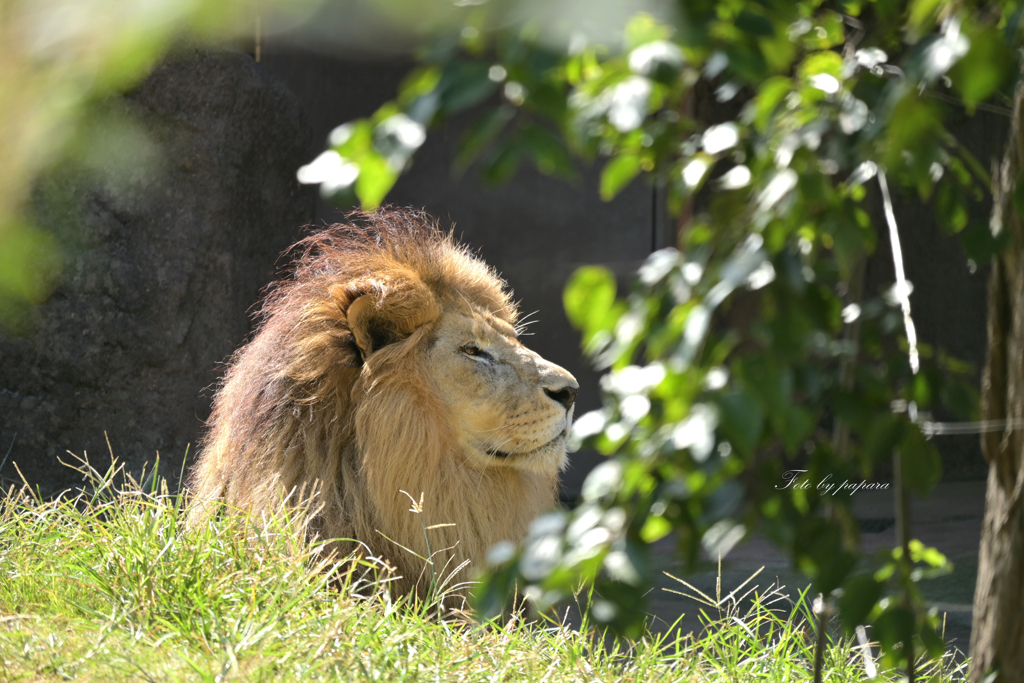 天王寺動物園からのお便り＿53