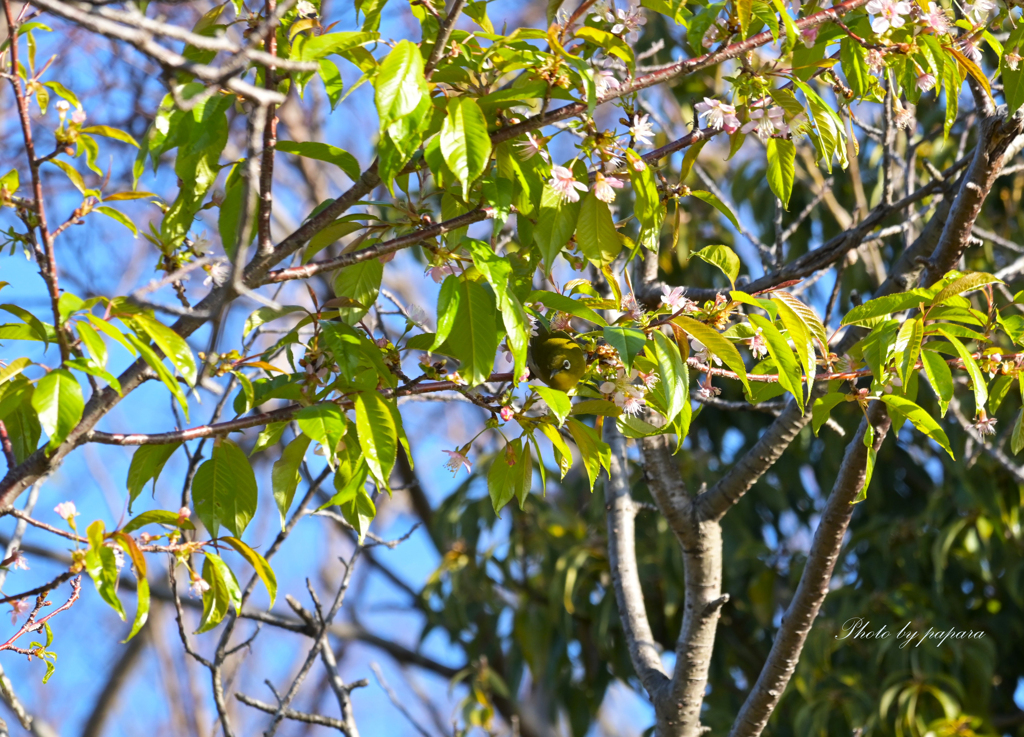 リンクウ公園の鳥たち_01