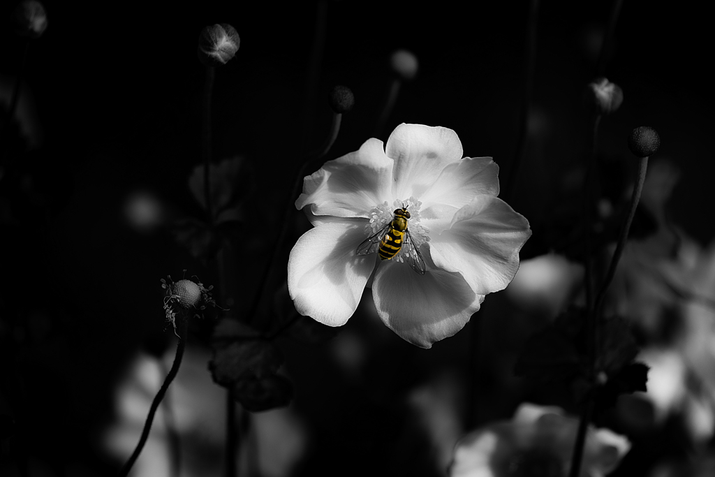 季節のお花達_110