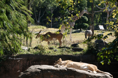 天王寺動物園からのお便り＿75