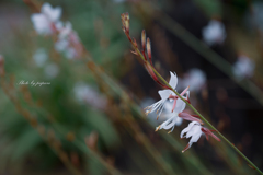 季節のお花達_36