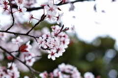 春時雨