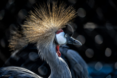 天王寺動物園からのお便り_162