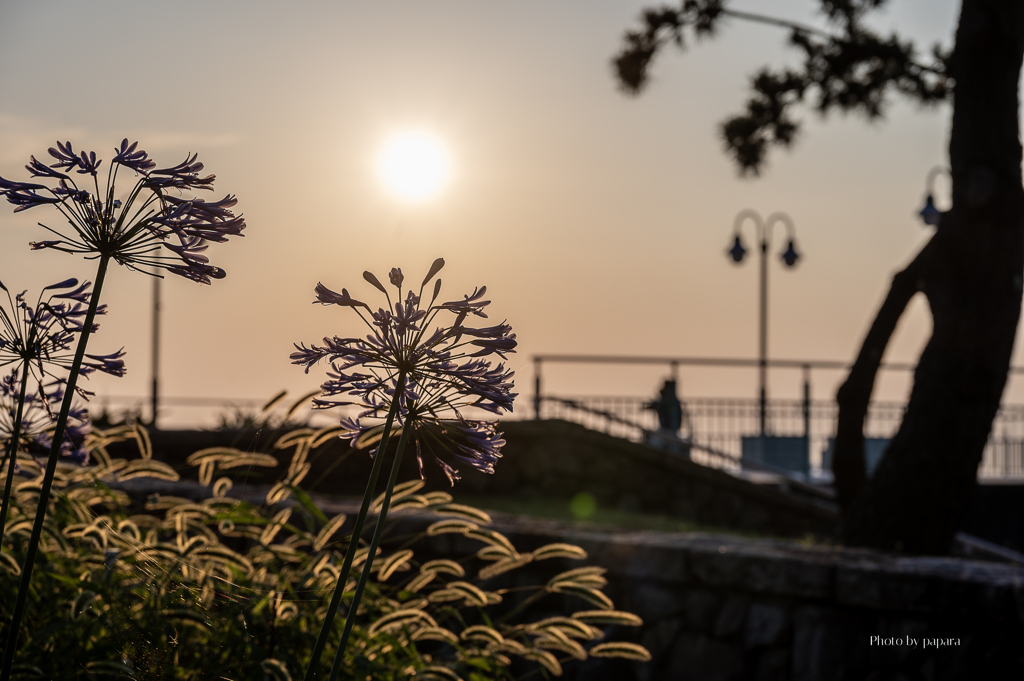 RINKU Sunset_2025197
