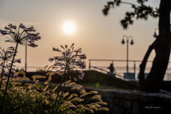 RINKU Sunset_2025197