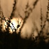 RINKU Sunset_2024098