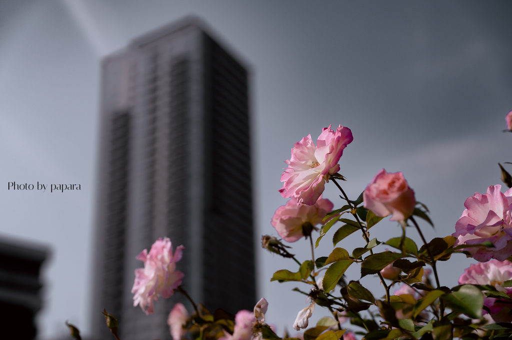 季節のお花達_100