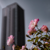 季節のお花達_100