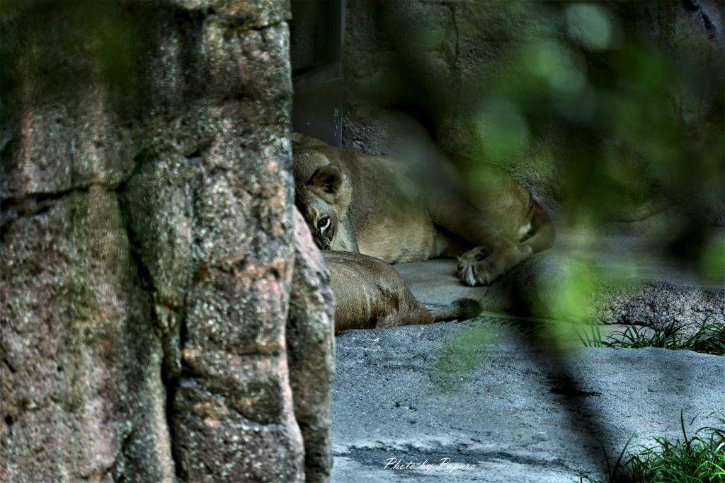 天王寺動物園からのお便り＿37