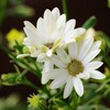 季節のお花達_09