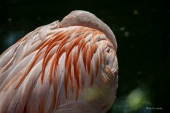 天王寺動物園からのお便り_154