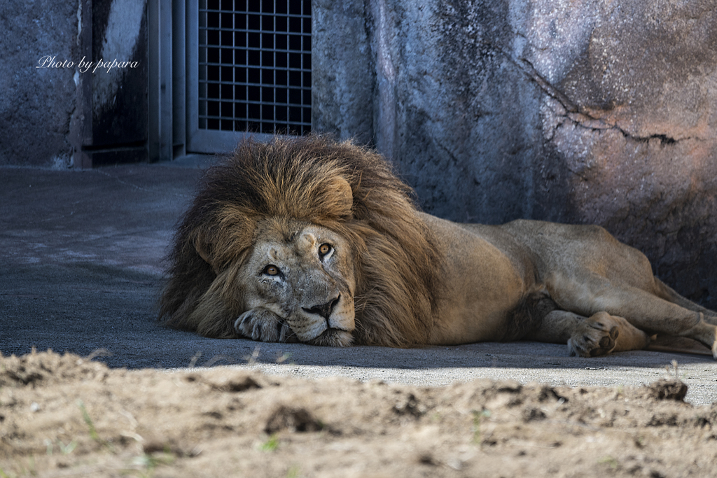 天王寺動物園からのお便り_101
