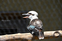 天王寺動物園からのお便り_92