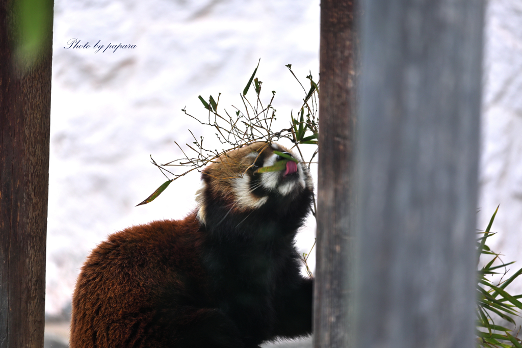 天王寺動物園からのお便り_88