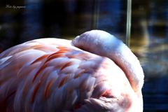 天王寺動物園からのお便り＿67