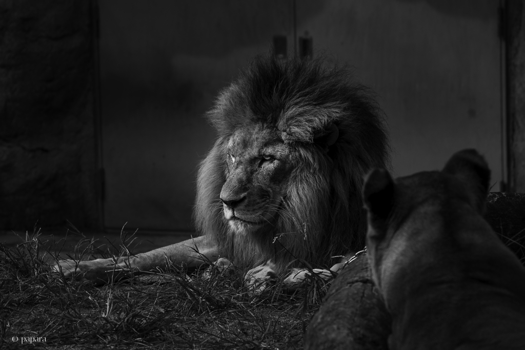 天王寺動物園からのお便り_157