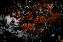 季節のお花達_177