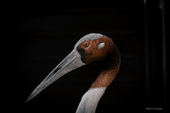 天王寺動物園からのお便り_152