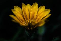 季節のお花達_150