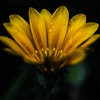 季節のお花達_150