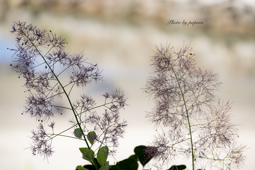 季節のお花達_60