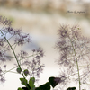 季節のお花達_60