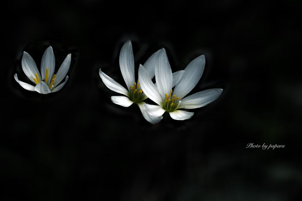 季節のお花達_74