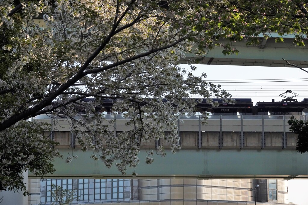 桜ラピート