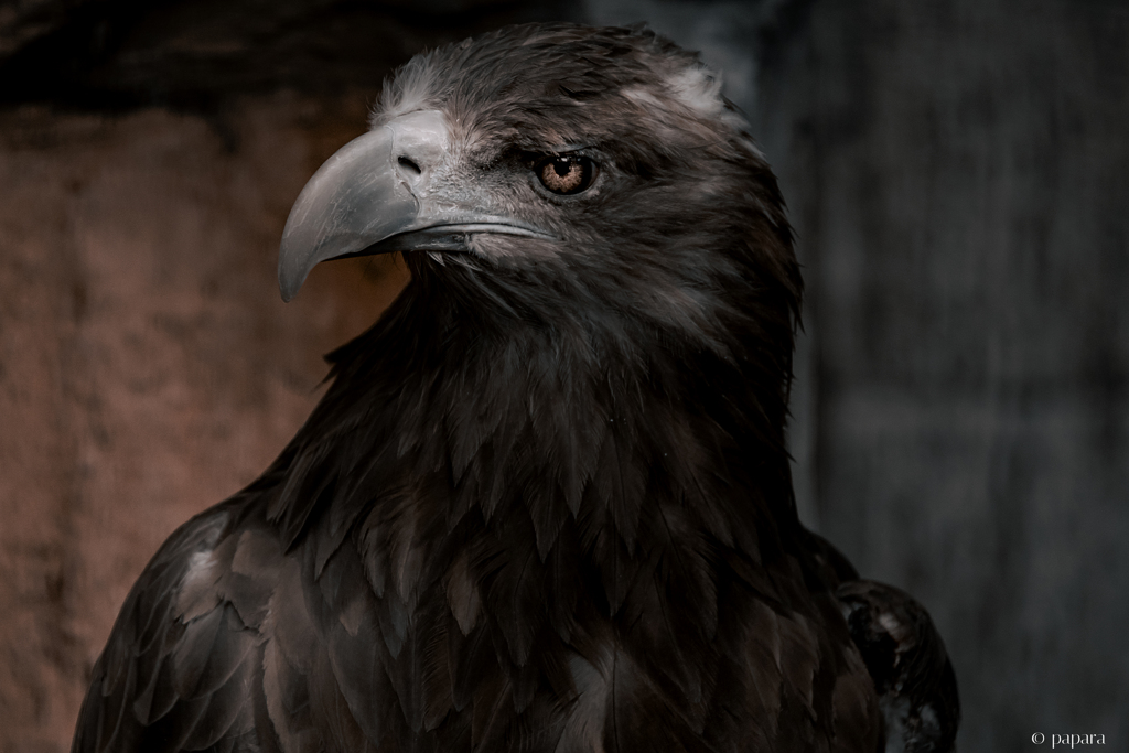 天王寺動物園からのお便り_151