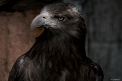 天王寺動物園からのお便り_151