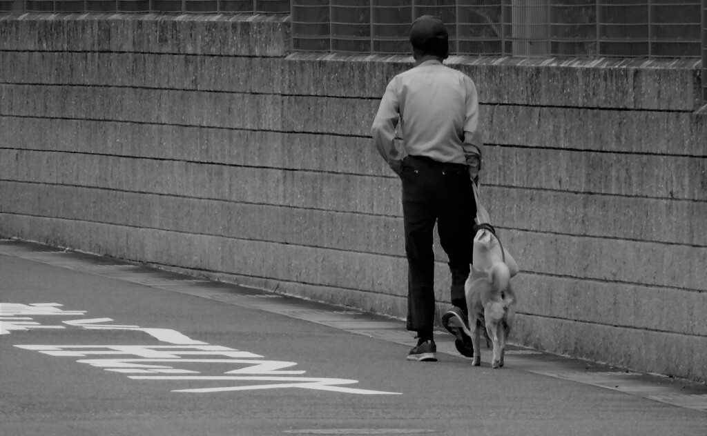 老犬と散歩