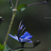 季節のお花達_98