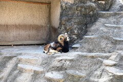 天王寺動物園からのお便り_11