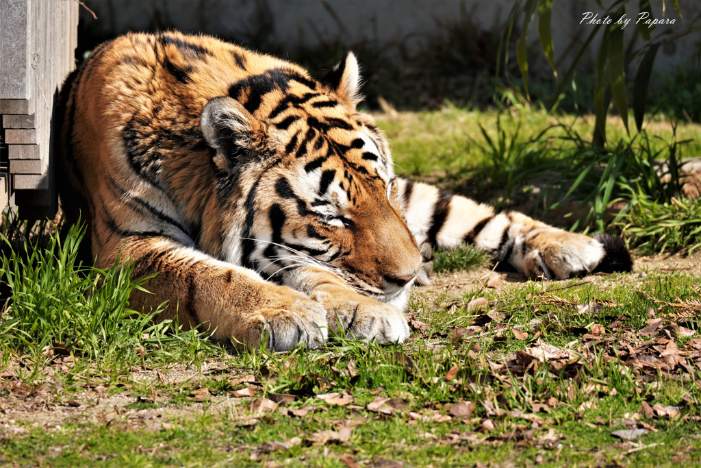 天王寺動物園からのお便り＿【訃報】