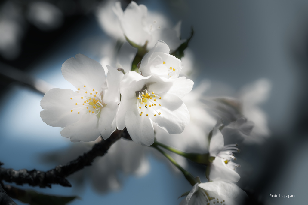 季節のお花達_130