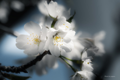 季節のお花達_130