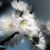 季節のお花達_130