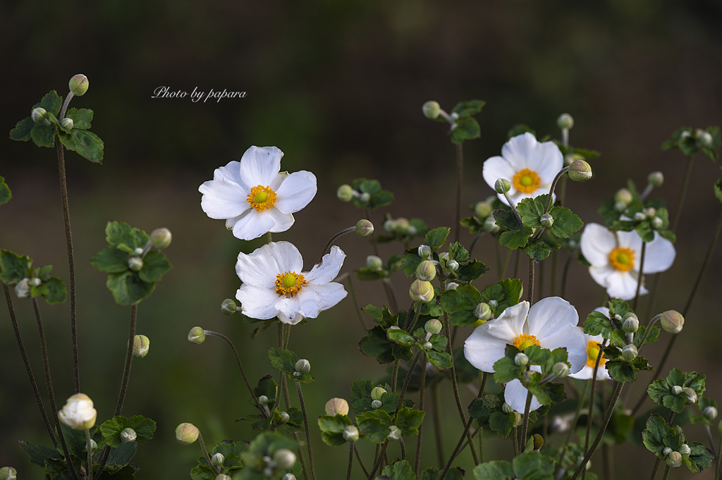 季節のお花達_94