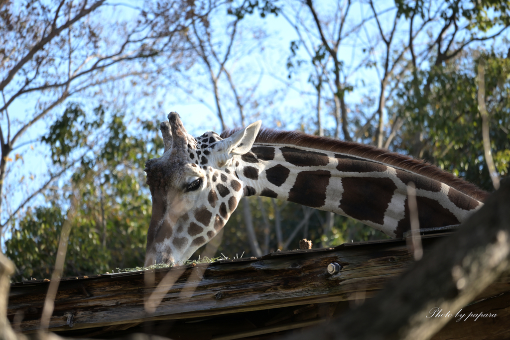 天王寺動物園からのお便り_77