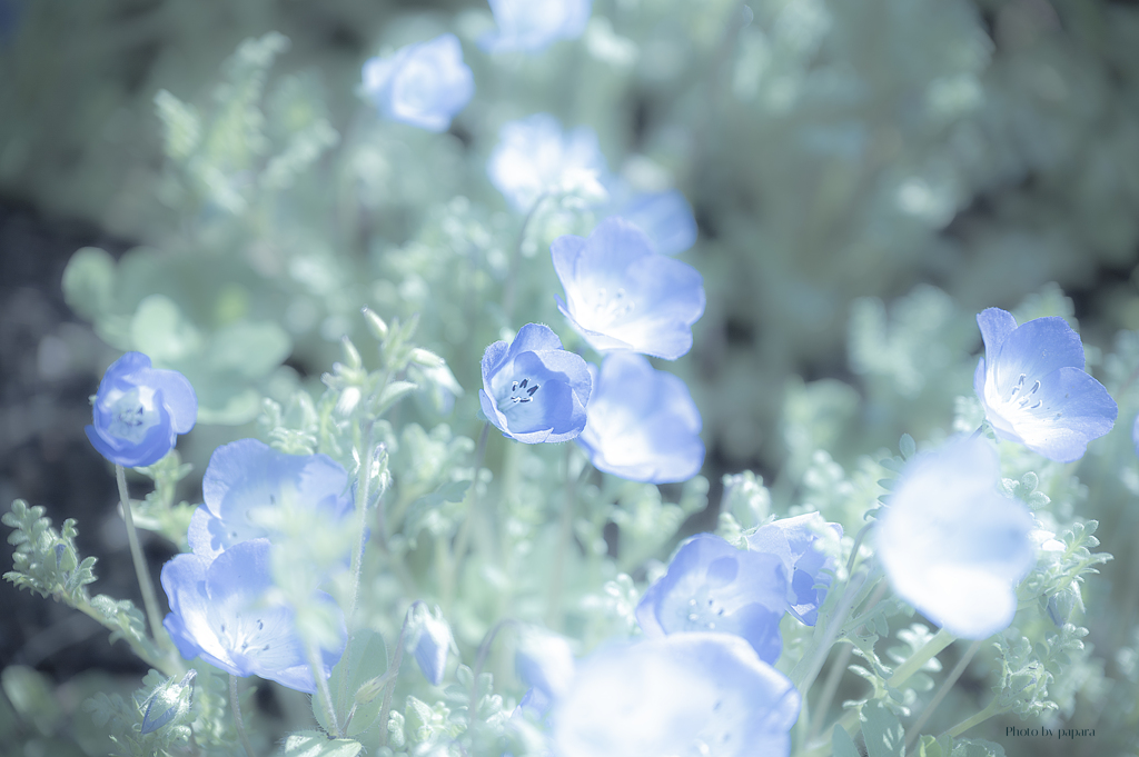 季節のお花達_128