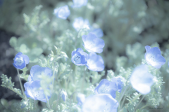 季節のお花達_128