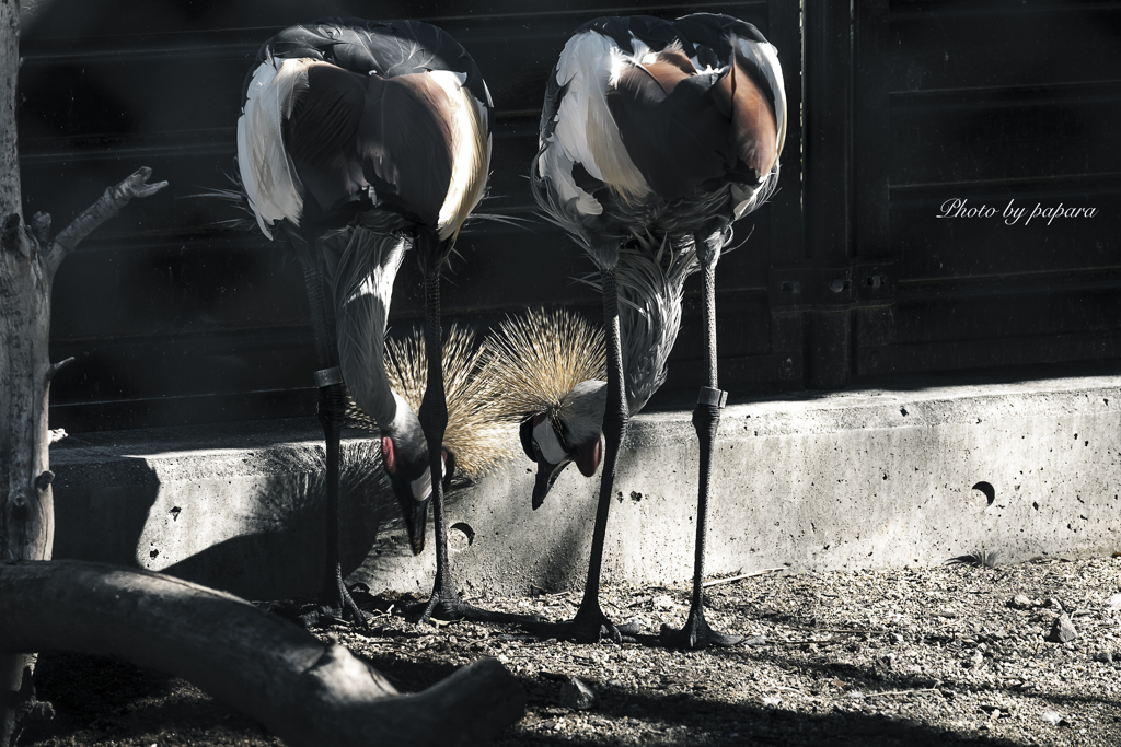 天王寺動物園からのお便り_104