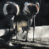 天王寺動物園からのお便り_104