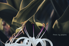 季節のお花達_46