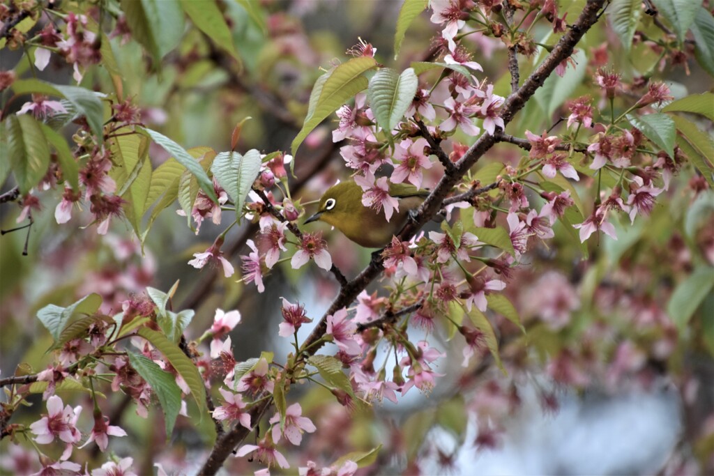 冬桜の中で