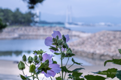 季節のお花達_173