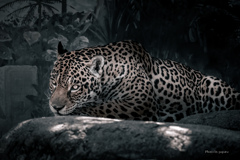 天王寺動物園からのお便り_144
