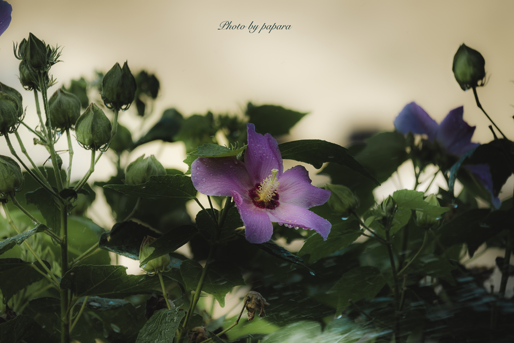 季節のお花達_62