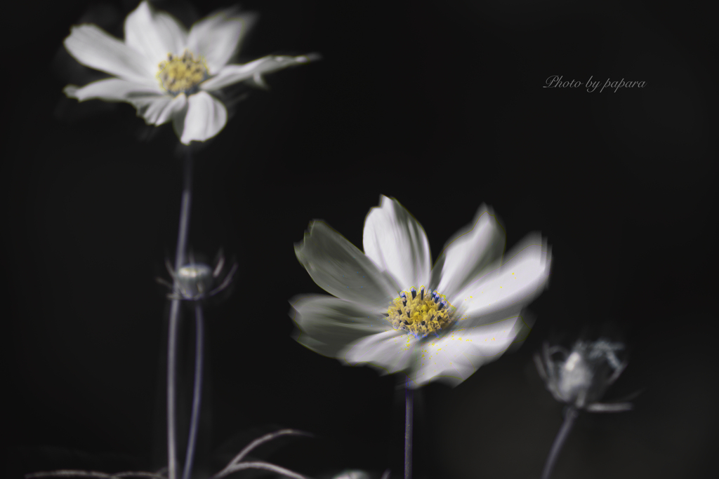 季節のお花達_90