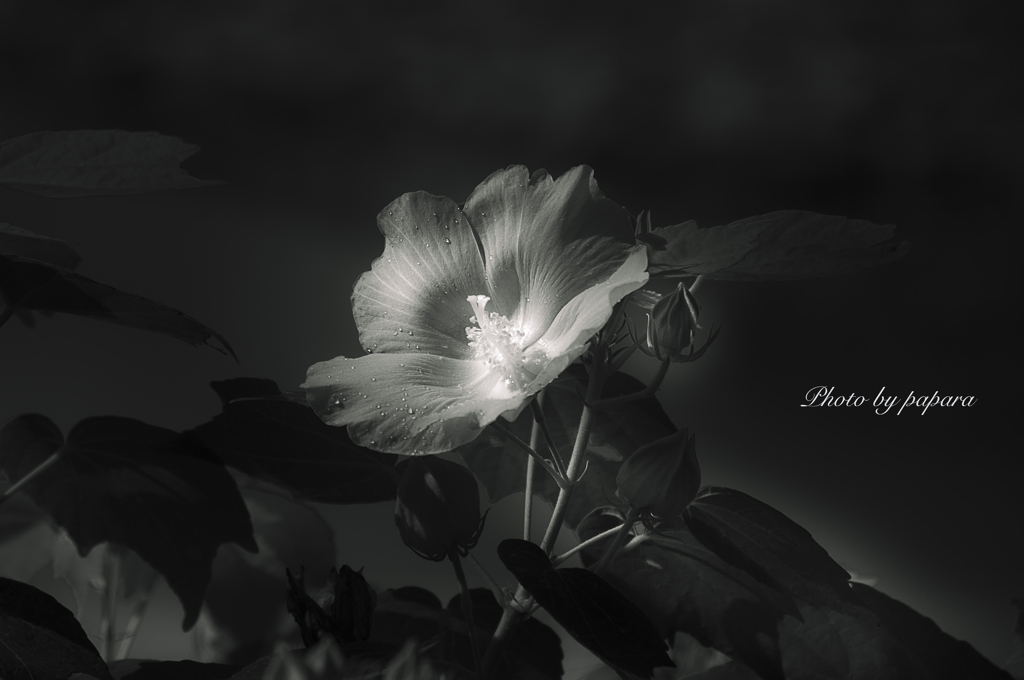 季節のお花達_68